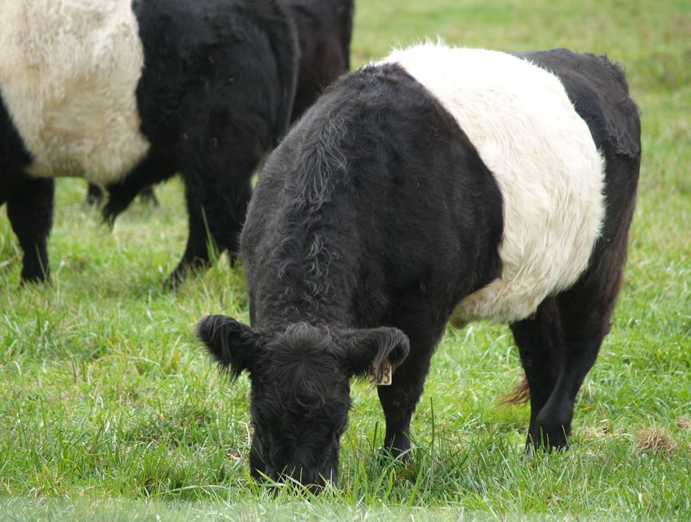 Belted Galloway cows in the pasture 15